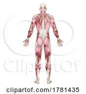Poster, Art Print Of Human Body Back Muscles Anatomy Illustration