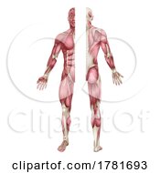 Poster, Art Print Of Human Body Muscles Anatomy Illustration Front Back