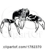 Black And White Crab
