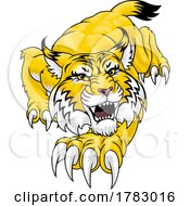 Wildcat Angry Wildcats Team Sports Mascot Roaring by AtStockIllustration