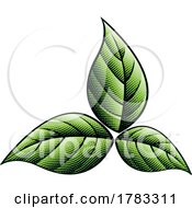 Poster, Art Print Of 3 Scratchboard Engraved Green Tobacco Leaves