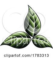 Poster, Art Print Of Scratchboard Engraved Dark Green Tobacco Leaves