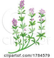 Flowering Thyme by Vector Tradition SM