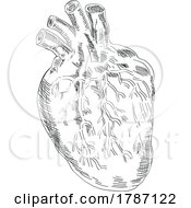 Poster, Art Print Of Heart Anatomy Drawing Black And White Isolated