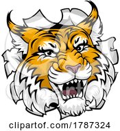 Poster, Art Print Of Wildcat Bobcat Sports Team Cartoon Animal Mascot