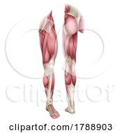 Poster, Art Print Of Human Body Leg Muscle Anatomy Diagram Illustration