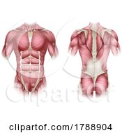 Poster, Art Print Of Trunk Human Muscles Anatomy Medical Illustration
