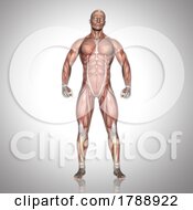 Poster, Art Print Of 3d Male Figure With Muscle Map In Standing Pose