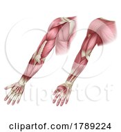 Poster, Art Print Of Arm Muscles Human Body Anatomical Illustration