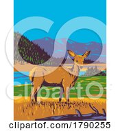 Poster, Art Print Of Mule Deer Odocoileus Hemionus In Yellowstone National Park Wyoming Wpa Poster Art