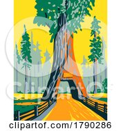 Chandelier Tree In Drive Thru Tree Park Within Redwood National Park California WPA Poster Art