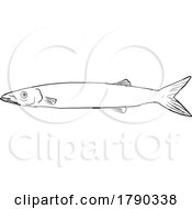 Poster, Art Print Of Japanese Barracuda Hawaii Fishes Dwg Bw Cut