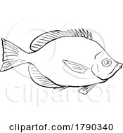 03/12/2023 - Thompsons ButterflyfishHAWAII FISH DWG BW CUT