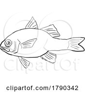 03/12/2023 - Hawaiian Ruby Cardinalfish HAWAII FISH DWG BW CUT