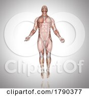 3D Male Figure With Muscle Map In Ascending Pose