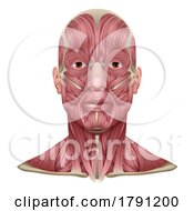 Poster, Art Print Of Face And Neck Muscles Medical Anatomy Diagram