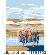 Musk Ox At Aulavik National Park On Banks Island Northwest Territories Of Canada Wpa Poster Art