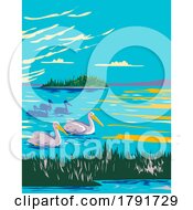 Pelicans In Astotin Lake Within Elk Island National Park In Alberta Canada WPA Poster Art by patrimonio