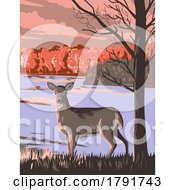 White Tailed Deer At Rouge National Urban Park In Greater Toronto Area Ontario Canada WPA Poster Art