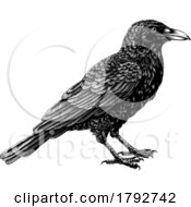Crow Raven Rook Bird Vintage Engraved Woodcut