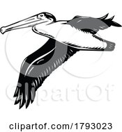Poster, Art Print Of California Brown Pelican Or Pelecanus Occidentalis Californicus Flying Retro Woodcut Black And White