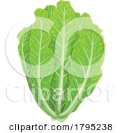 Poster, Art Print Of Lettuce
