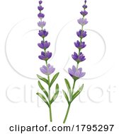 Poster, Art Print Of Lavender