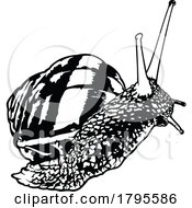 Black And White Snail by dero