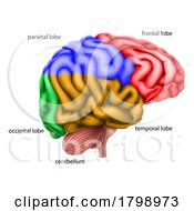 Poster, Art Print Of Human Brain Regions Lobes Labelled Illustration