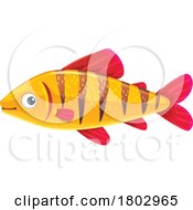 Poster, Art Print Of Tiger Barb Fish