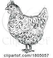 Poster, Art Print Of Plymouth Rock Chicken Or Hen Side View Drawing