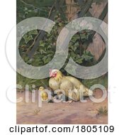 Mother Hen Protecting Her Chicks In A Garden