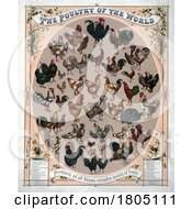 Poster, Art Print Of Poultry Of The World