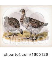 Poster, Art Print Of Pinnated Grouse Prairie Rooster And Hen