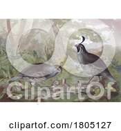 Poster, Art Print Of Valley Quail And Chicks