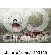 Poster, Art Print Of Northern Bobwhite Virginia Quail And Chicks