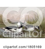 Poster, Art Print Of Buffle Headed Duck Pair