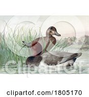 Poster, Art Print Of Redhead Diving Duck Pair