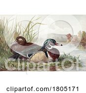Poster, Art Print Of Wood Duck Pair