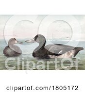 Poster, Art Print Of Bluebill Or Scaup Diving Duck Pair