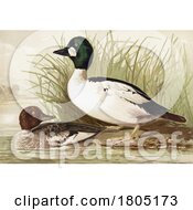 Poster, Art Print Of Common Goldeneye Sea Duck Pair