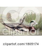 Poster, Art Print Of American Wigeon Baldpate Dabbling Duck Pair