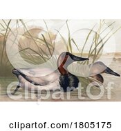 Poster, Art Print Of Canvasback Diving Duck Pair In Water Celery