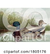 Mallard Dabbling Duck Pair On A Pond