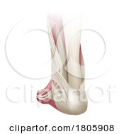 Poster, Art Print Of Foot Muscles Anatomy Medical Illustration