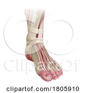 Poster, Art Print Of Foot Muscles Anatomy Medical Illustration