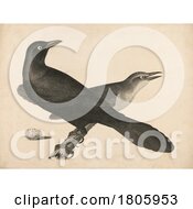 Poster, Art Print Of Crow Pair And An Egg