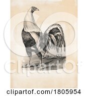 Poster, Art Print Of Rooster