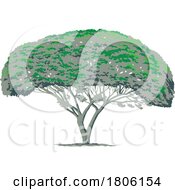 Mimosa Tree Or Albizia Julibrissin WPA Art