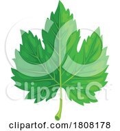 Poster, Art Print Of Green Maple Leaf
